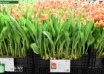 Tulipa Hypnose (1)